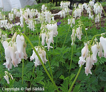 Purppurapikkusydän - stort fänrikshjärta - Dicentra Formosa-ryhmä 'Alba'